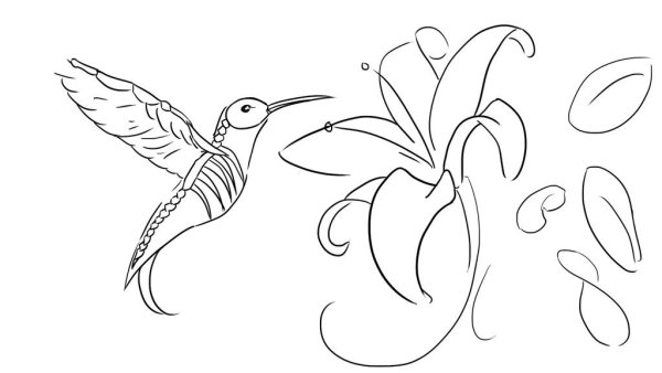 Колибри референс