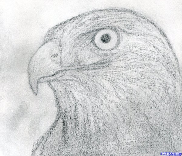 Ястреб карандашом легко