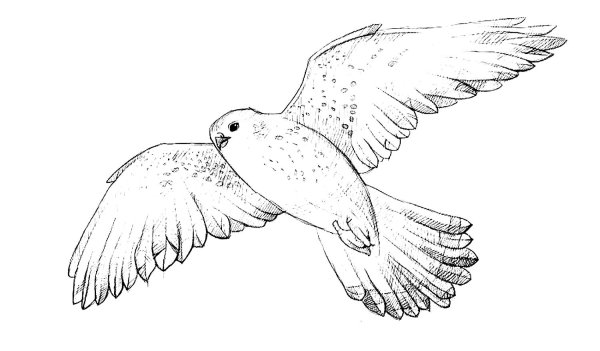Сокол рисунок карандашом