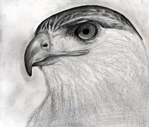 Ястреб карандашом легко