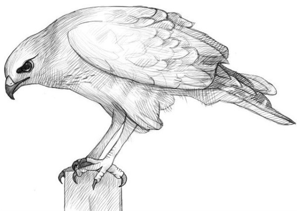 Сокол рисунок для детей простой