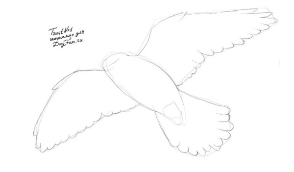 Птицы для срисовки легкие