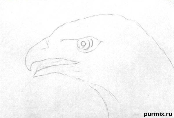 Рисование орла пошагово