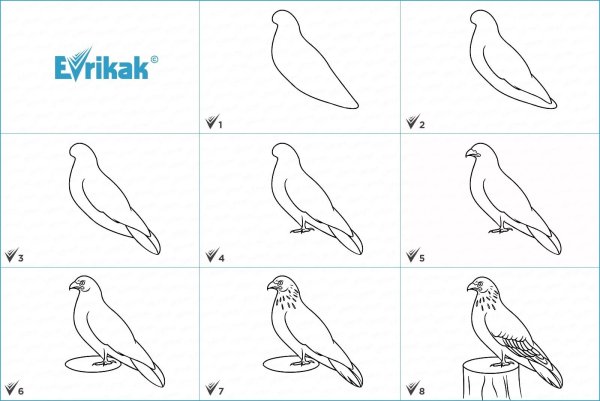 Орлан-белохвост белоголовый