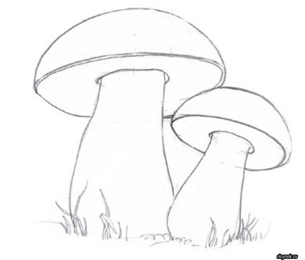 Нарисовать грибы карандашом