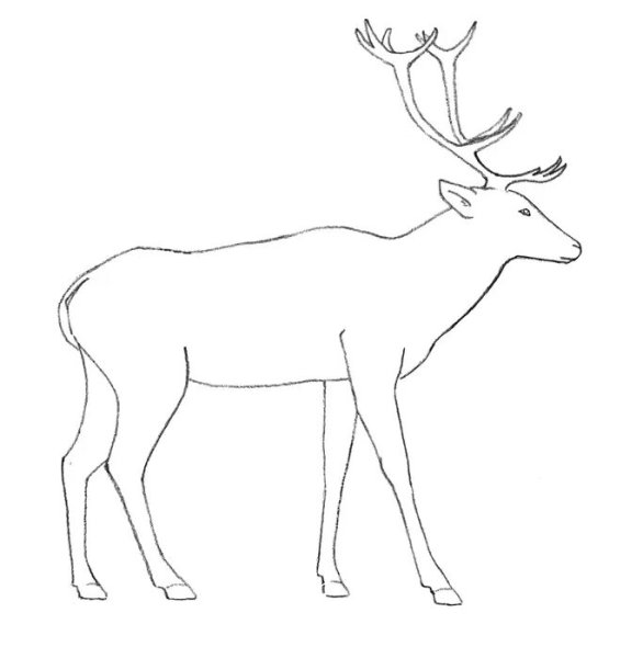 Олень сбоку рисовать