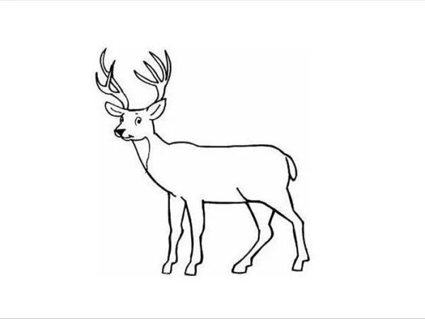 Олень для срисовки карандашом легкие