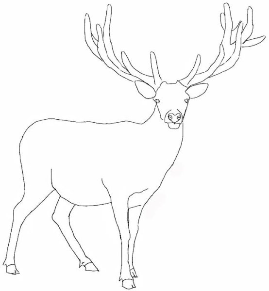 Олень раскраска