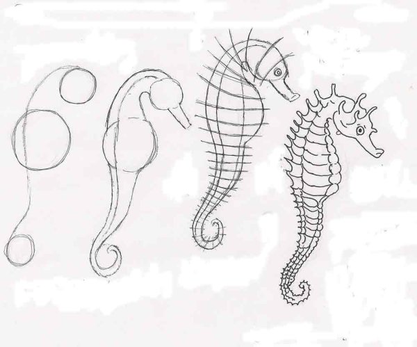 Поэтапное рисование морского конька