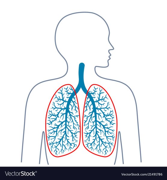 Больные лёгкие рисунок