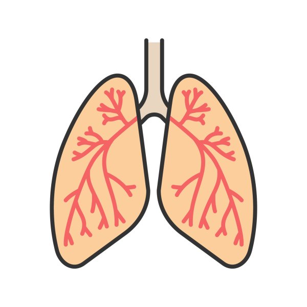 Легкие человека Здоровые и больные