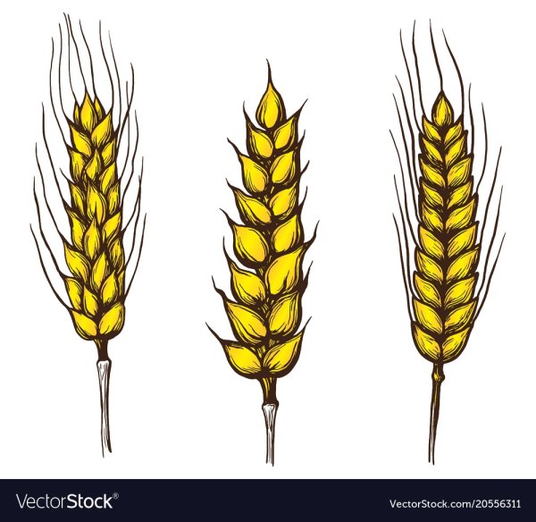 Нарисуй пшеничные колоски