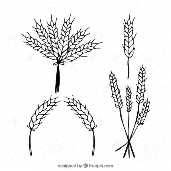 Колос зерна