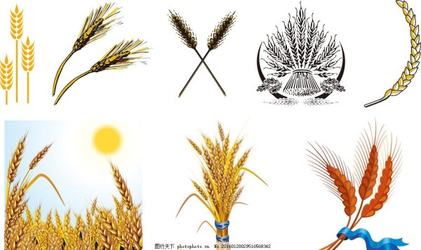 Пшеница рисование