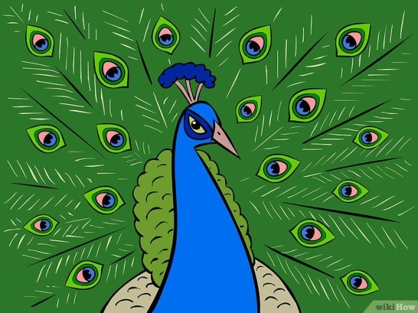 Павлин поэтапное рисование