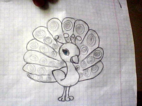 Павлин для срисовки