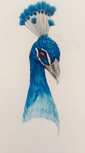 Сказочная птица рисование в подготовительной группе