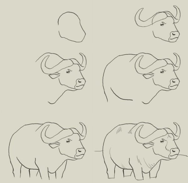 Поэтапное рисование быка