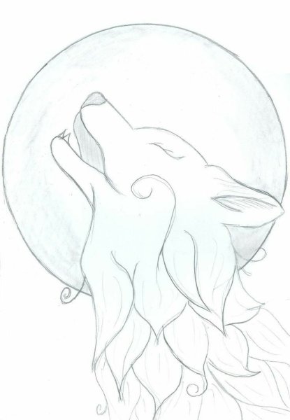 Рисунки Волков карандашом для срисовки