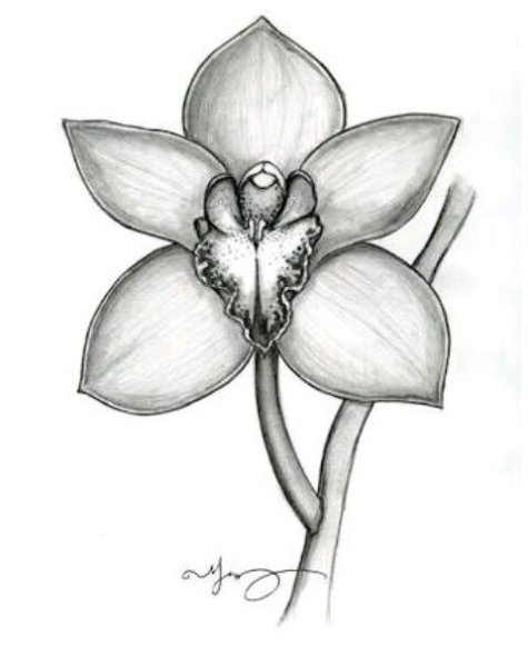 Нарисовать орхидею карандашом