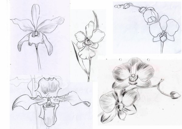 Рисуем орхидею карандашом поэтапно