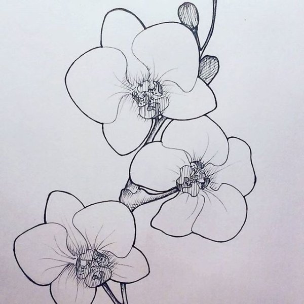Орхидея карандашом