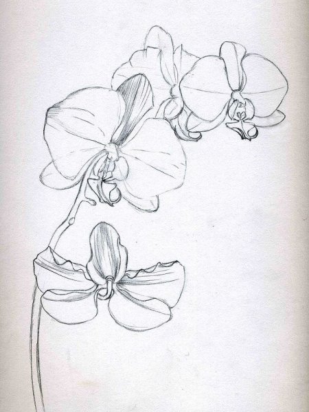Орхидея карандашом для срисовки