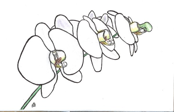 Рисунки орхидеи для срисовки