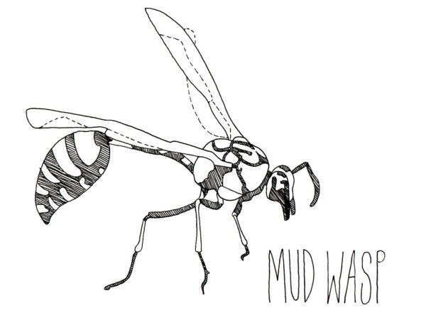 Зарисовка осы