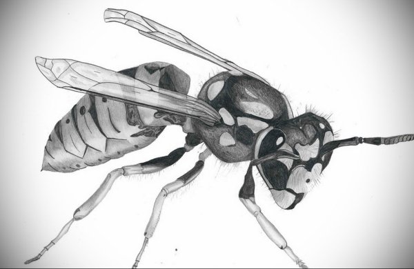 Шершень рисунок карандашом