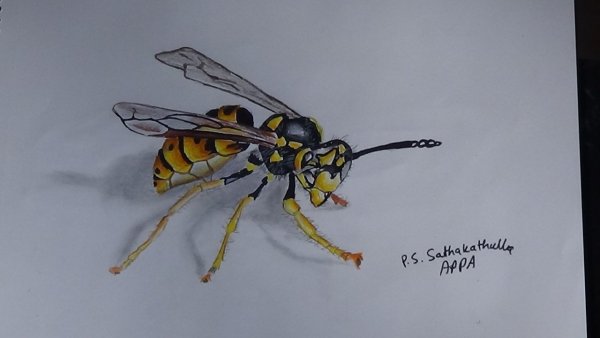 Красивая нарисованная Оса