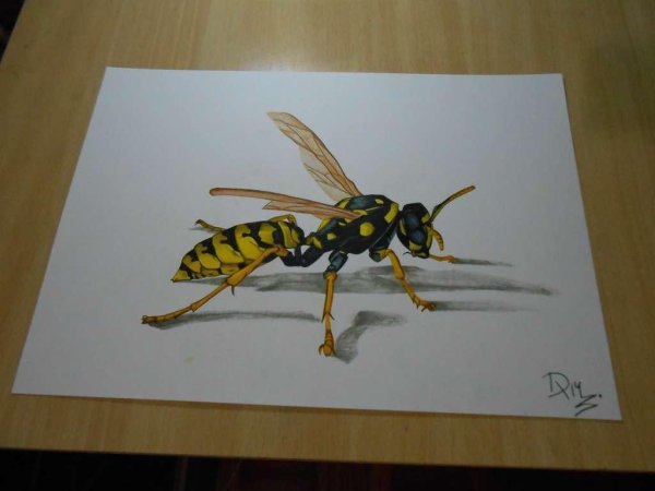 Оса карандашом