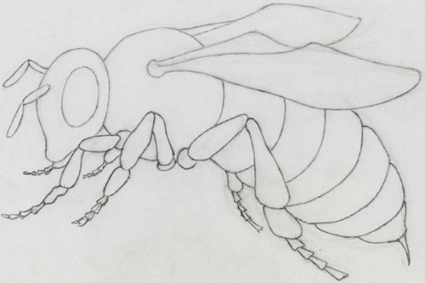 Пчела схематично