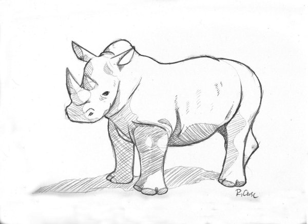Носорог рисунок для детей карандашом