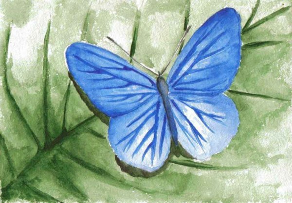 Цветы рисунок