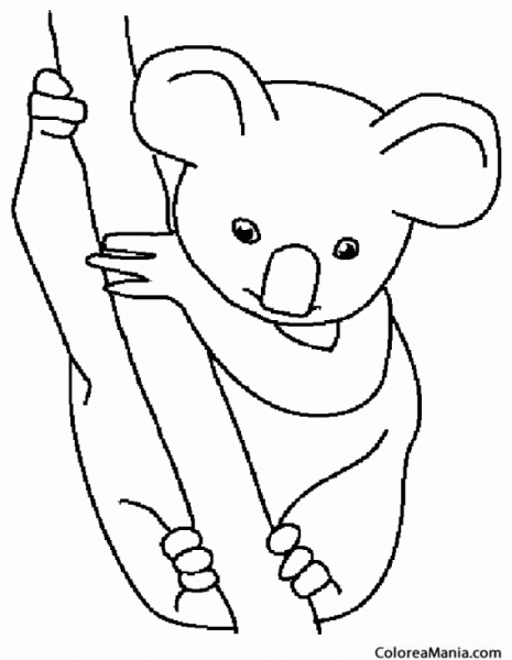 Коала рисунок