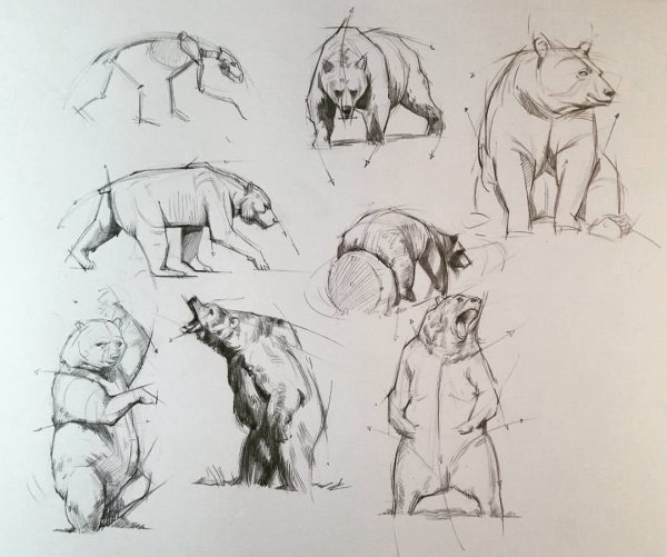 Мопс цветными карандашами