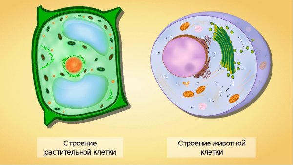 Растительная клетка и животная клетка 5 класс биология