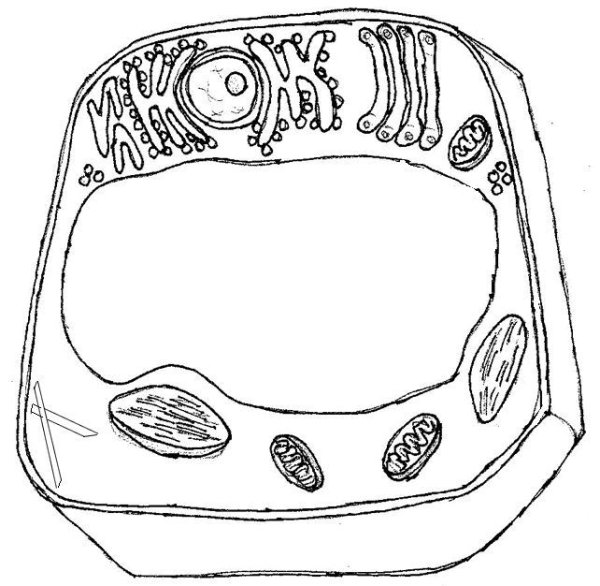 Строение растительной клетки чб