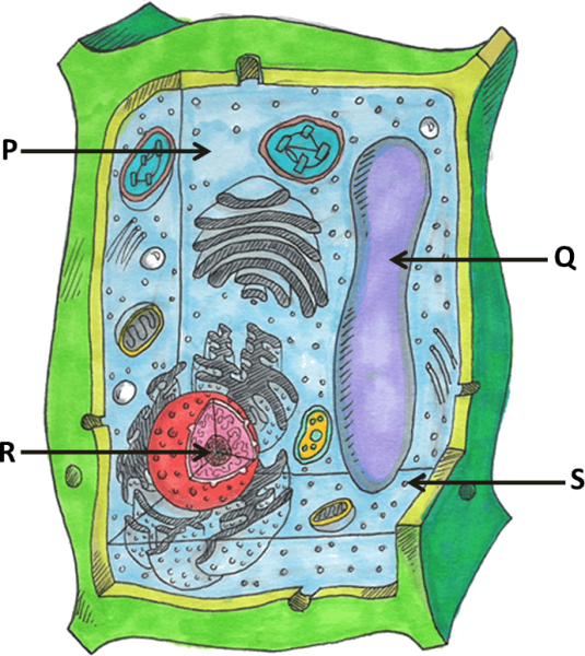 Живые клетки растений