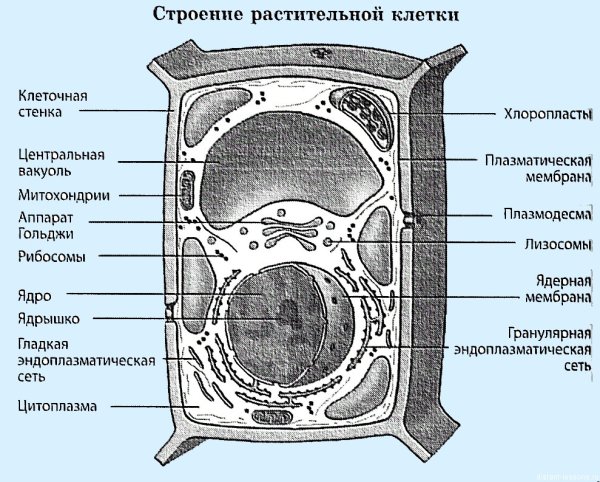 Схема строения растительной клетки