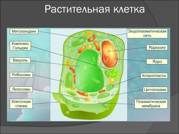 Органоиды растительной клетки схема
