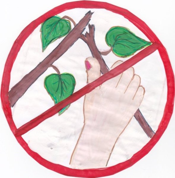 Плакат берегите растения