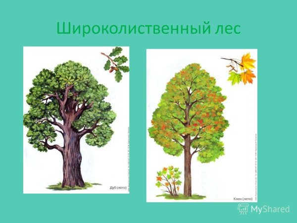 Тайга смешанный лес широколиственный лес рисунок