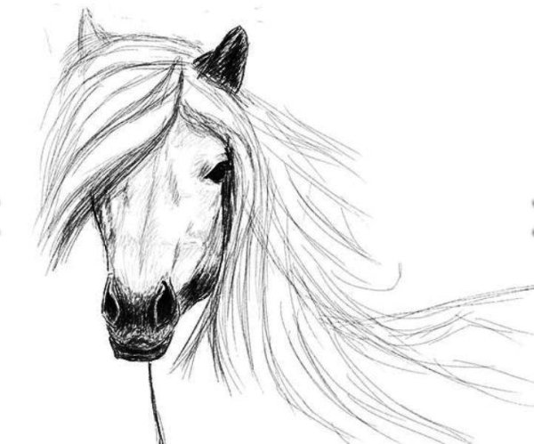 Лошадь карандашом