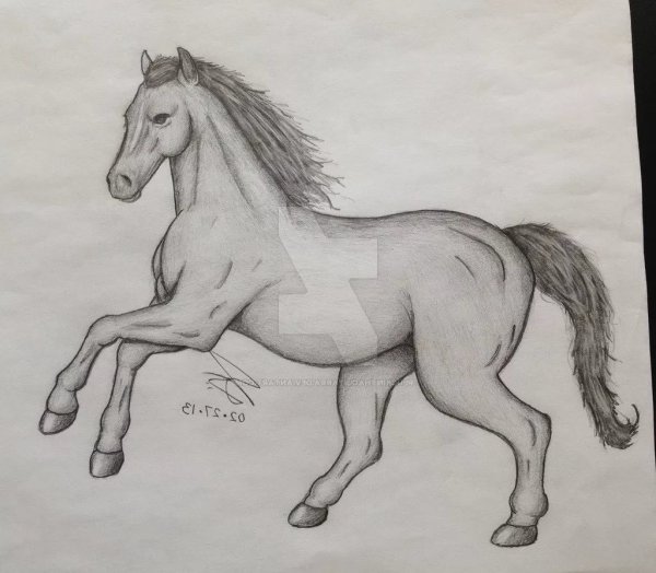 Рисунок коня карандашом для срисовки