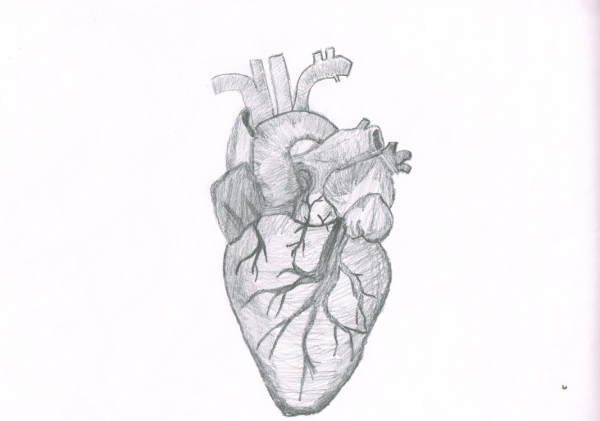 Человеческое сердце контур