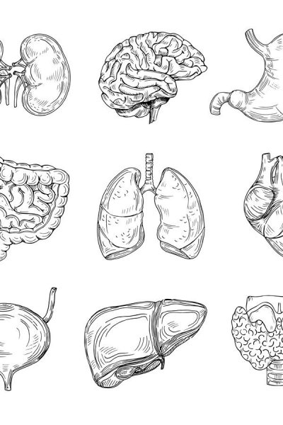 Веселые внутренние органы