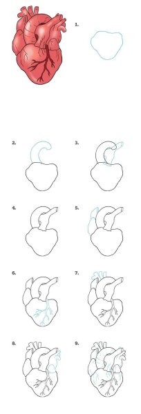 Зарисовки человеческих органов