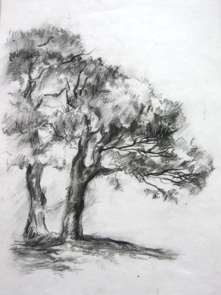Зарисовки деревьев карандашом
